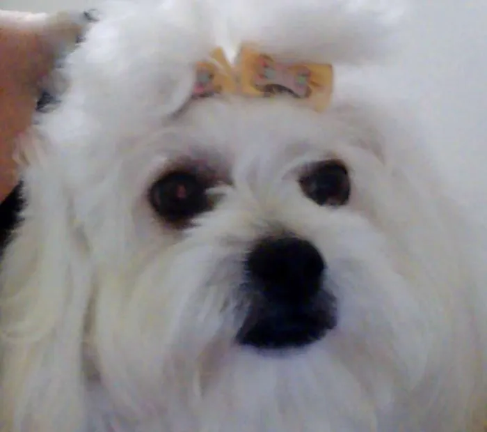 Cachorro ra a Maltês idade 2 anos nome Penélope