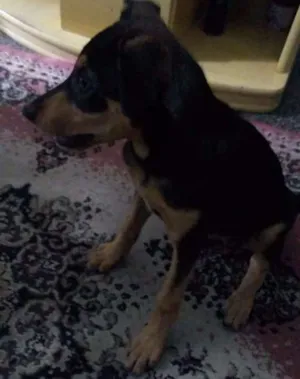 Cachorro raça RND idade 7 a 11 meses nome Moana
