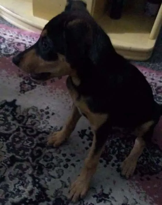 Cachorro ra a RND idade 7 a 11 meses nome Moana