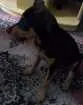 Cachorro raça RND idade 7 a 11 meses nome Moana