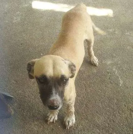 Cachorro ra a Nao definida  idade  nome Duque 