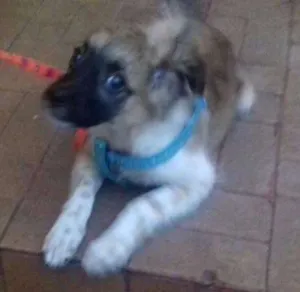 Cachorro raça srd idade 7 a 11 meses nome Sem nome