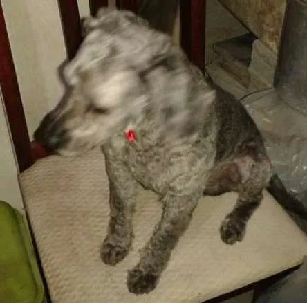 Cachorro ra a srd idade 1 ano nome Sem nome