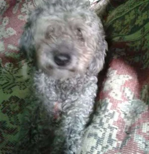 Cachorro raça SRD idade 1 ano nome Fofinho
