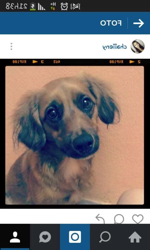 Cachorro ra a Vira lata (pode com bace) idade 4 anos nome Bob