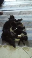 Mudinha