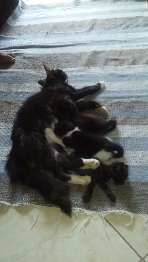 Gato raça N sei idade 1 ano nome Mudinha