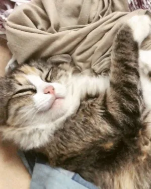 Gato raça Vira lata idade 4 anos nome Xuxa