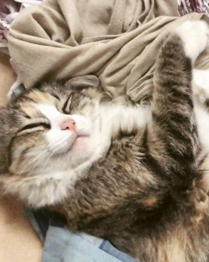 Gato ra a Vira lata idade 4 anos nome Xuxa