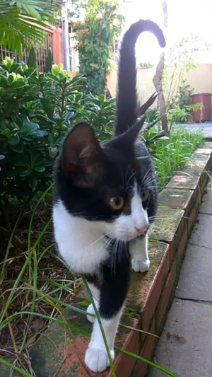 Gato raça Srd idade 2 a 6 meses nome Frajola