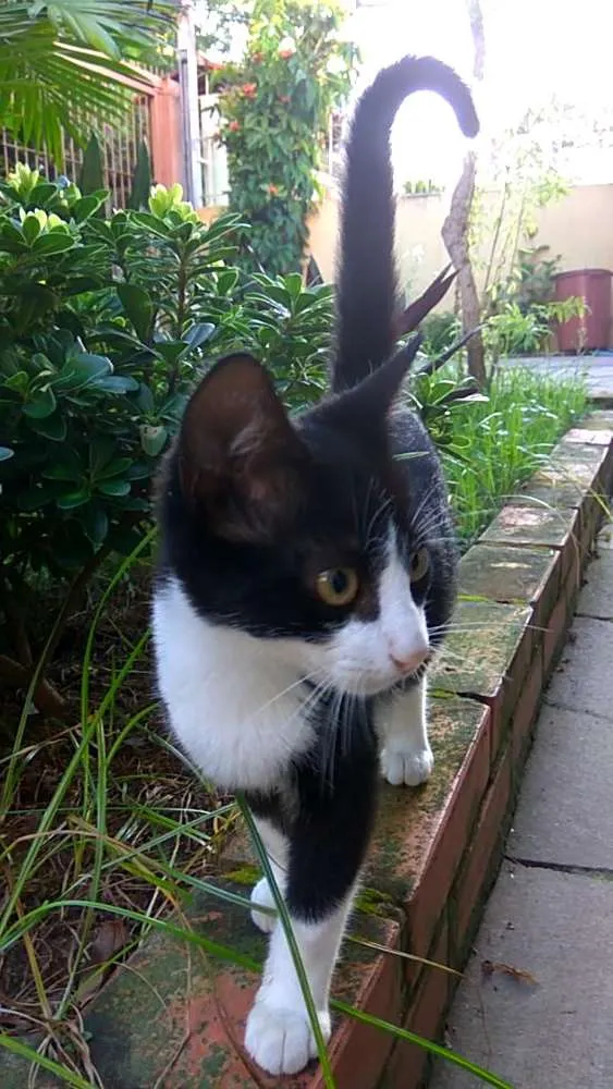 Gato ra a Srd idade 2 a 6 meses nome Frajola