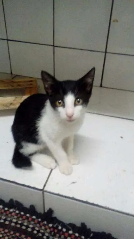 Gato ra a normal idade 2 a 6 meses nome Gajo