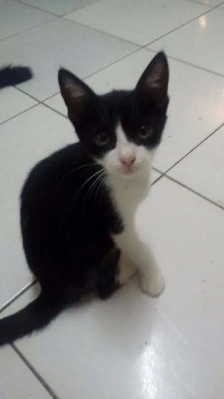 Gato ra a Comum idade 2 a 6 meses nome Sombra