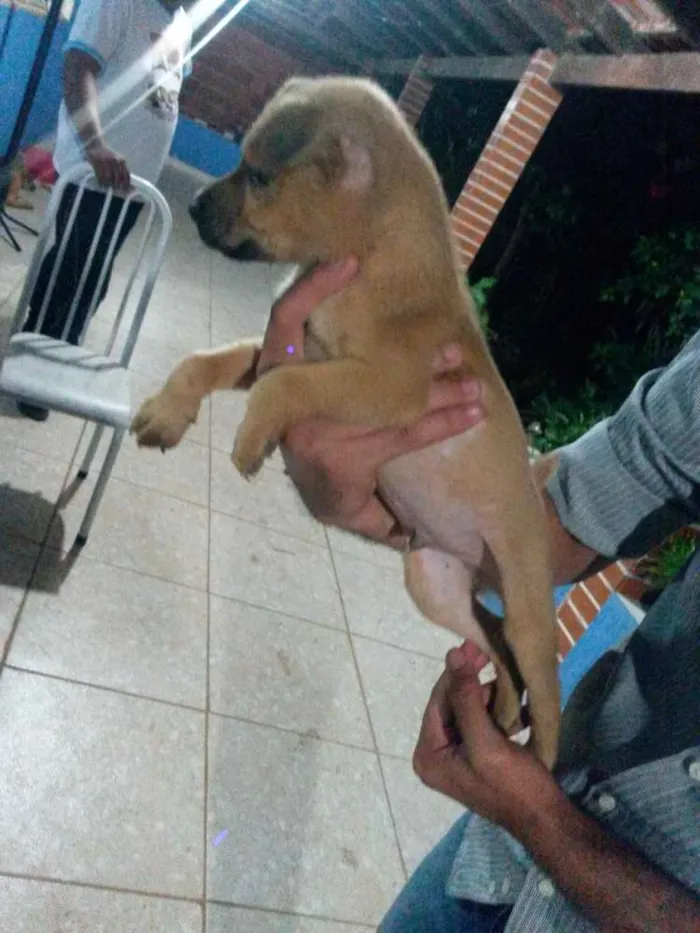 Cachorro raça mistura de amor  idade 2 a 6 meses nome Sem nome ainda 