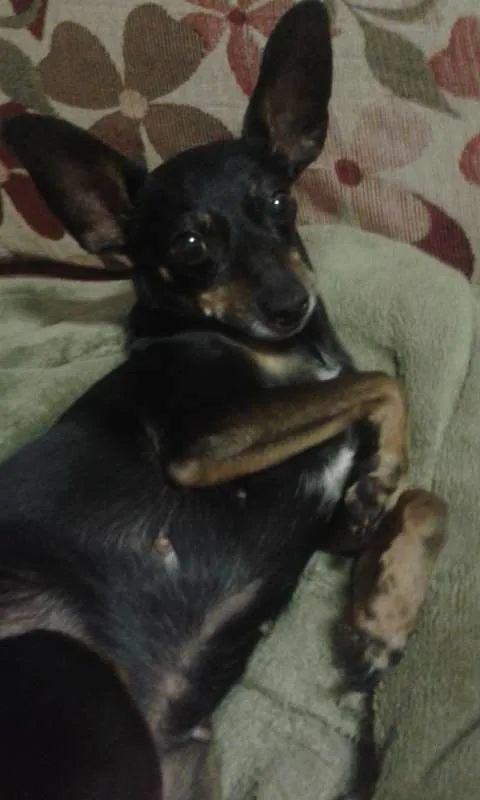 Cachorro ra a Pinscher idade 6 ou mais anos nome Hanny