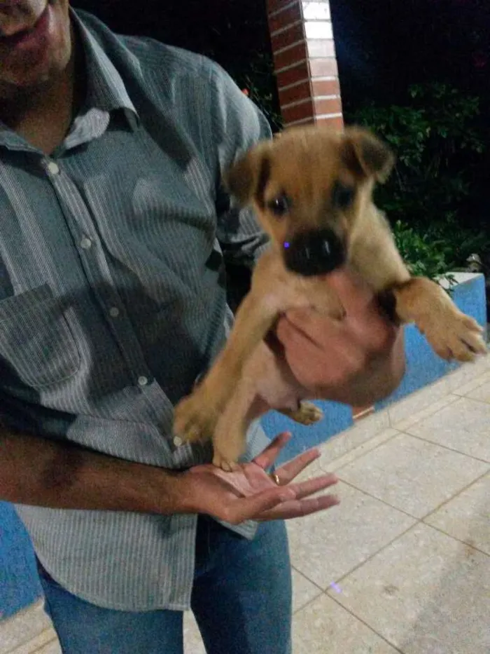Cachorro raça mistura de amor  idade 2 a 6 meses nome Sem nome ainda 