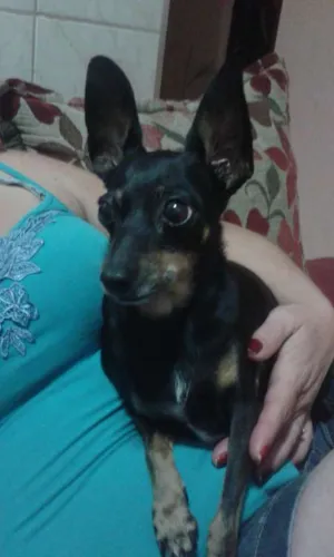 Cachorro raça Pinscher idade 6 ou mais anos nome Hanny
