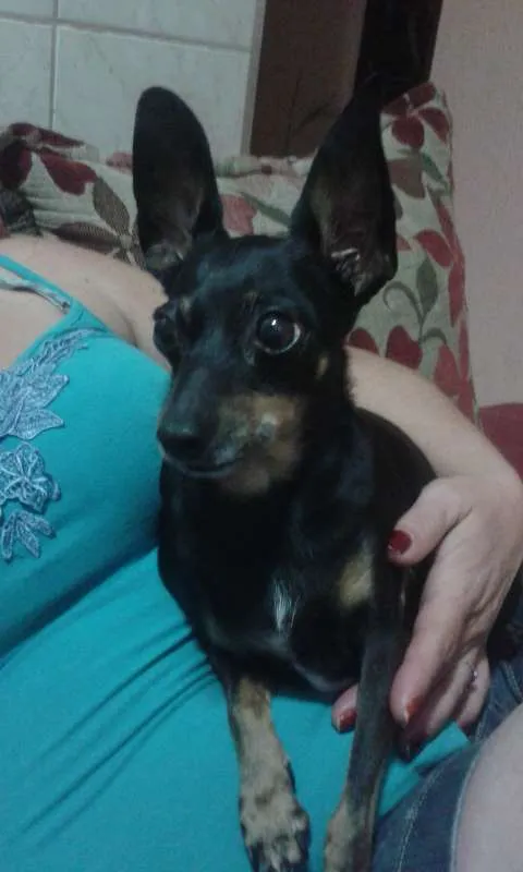 Cachorro ra a Pinscher idade 6 ou mais anos nome Hanny