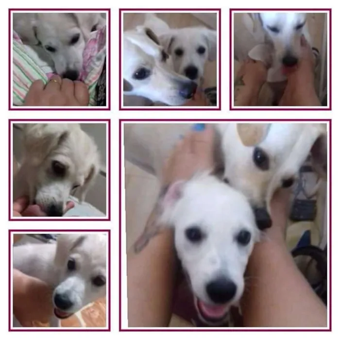 Cachorro ra a vira lata com labrador idade 7 a 11 meses nome Estrela e Rodolfo