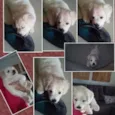 Estrela e Rodolfo