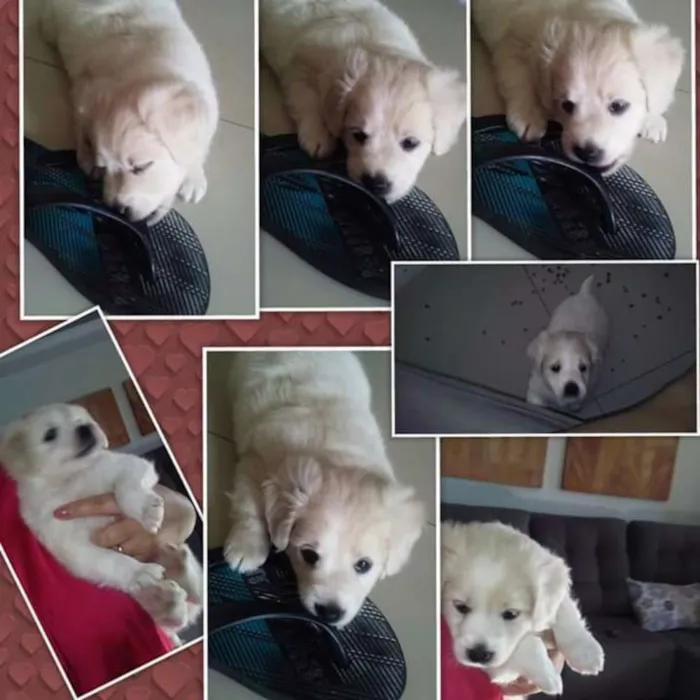 Cachorro ra a vira lata com labrador idade 7 a 11 meses nome Estrela e Rodolfo