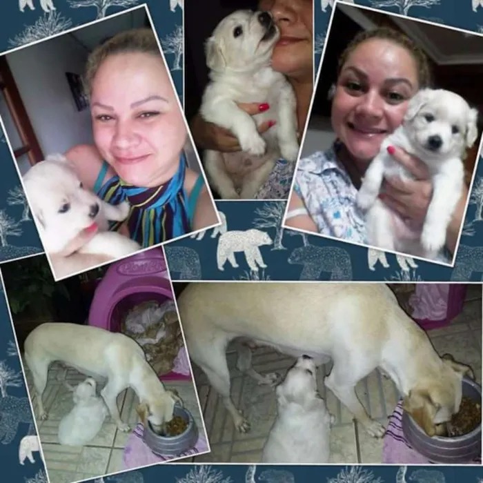 Cachorro ra a vira lata com labrador idade 7 a 11 meses nome Estrela e Rodolfo
