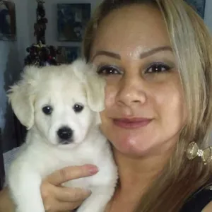 Cachorro raça vira lata com labrador idade 7 a 11 meses nome Estrela e Rodolfo