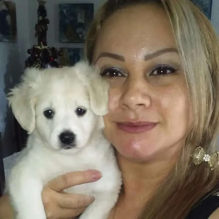 Cachorro ra a vira lata com labrador idade 7 a 11 meses nome Estrela e Rodolfo