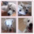 Estrela e Rodolfo