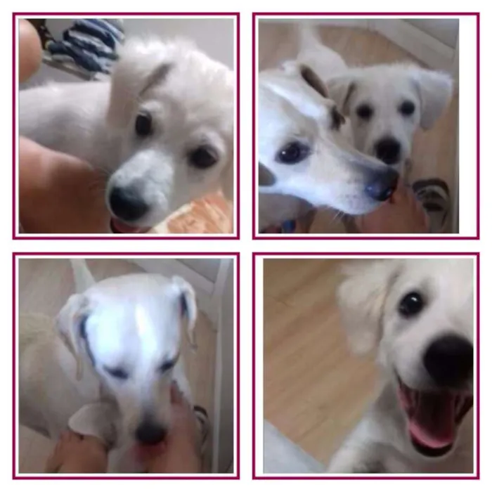 Cachorro ra a vira lata com labrador idade 7 a 11 meses nome Estrela e Rodolfo
