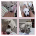Estrela e Rodolfo