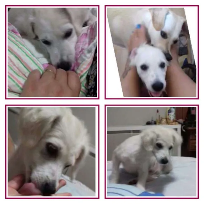 Cachorro ra a vira lata com labrador idade 7 a 11 meses nome Estrela e Rodolfo