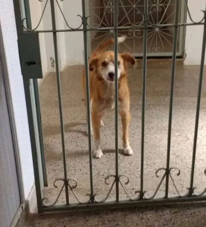 Cachorro ra a Indefinido idade 3 anos nome Wanda