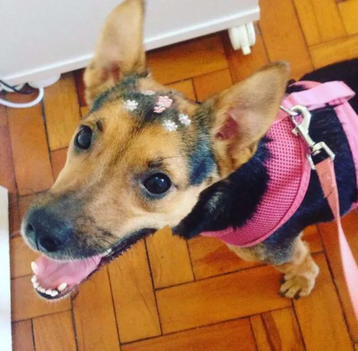 Cachorro raça SRD idade 3 anos nome charlotte