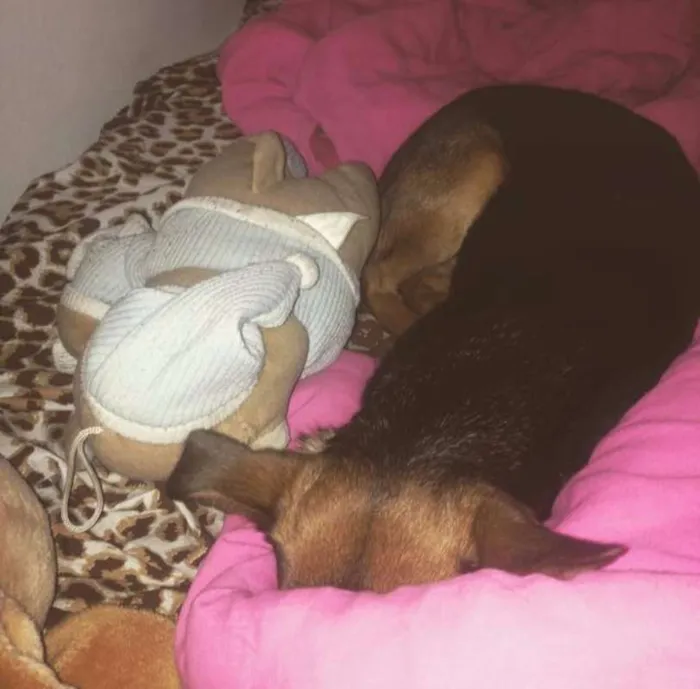 Cachorro raça SRD idade 3 anos nome charlotte
