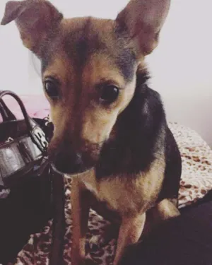 Cachorro raça SRD idade 3 anos nome charlotte