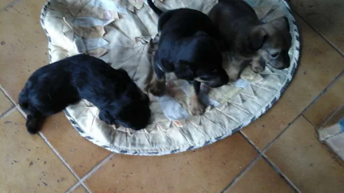 Cachorro raça vira lata idade Abaixo de 2 meses nome Sem nome