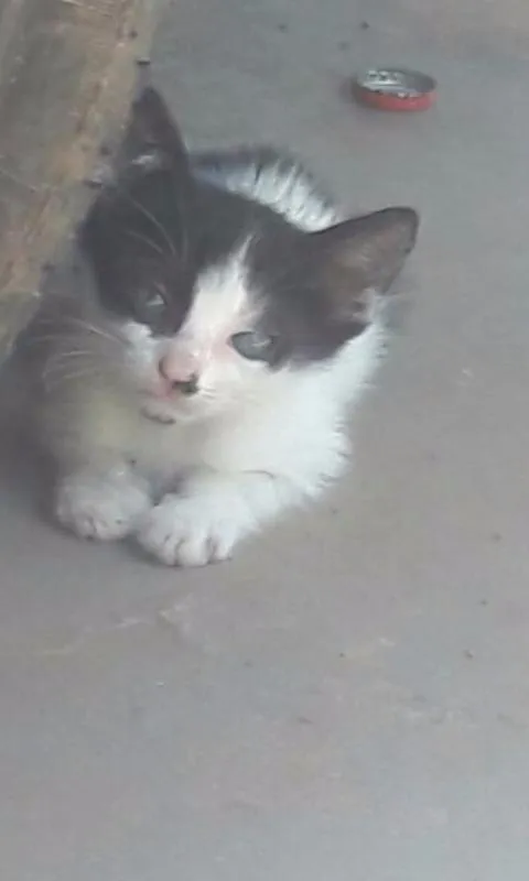 Gato ra a  idade Abaixo de 2 meses nome GATITAS