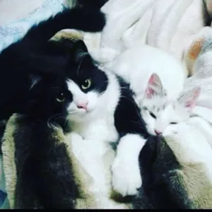 Gato raça SRD idade 1 ano nome Pogba e Hermione