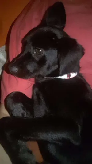 Cachorro raça vira lata idade 2 a 6 meses nome Amora