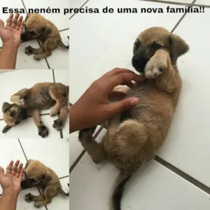 Cachorro raça Vira-Lata idade Abaixo de 2 meses nome Sem Nome