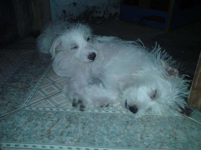 Cachorro raça mista idade 2 a 6 meses nome filhotes