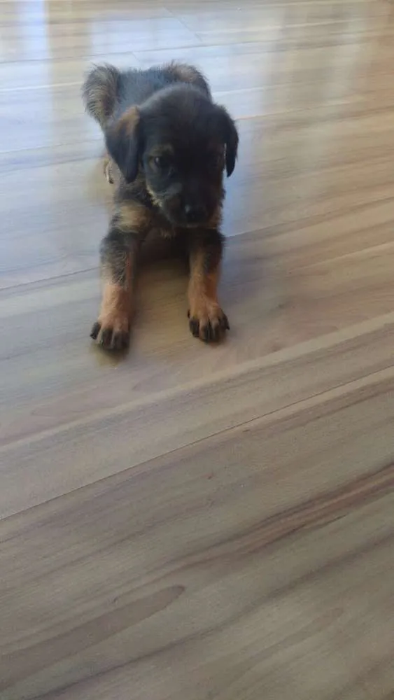 Cachorro raça Virá lata idade 2 a 6 meses nome Nina