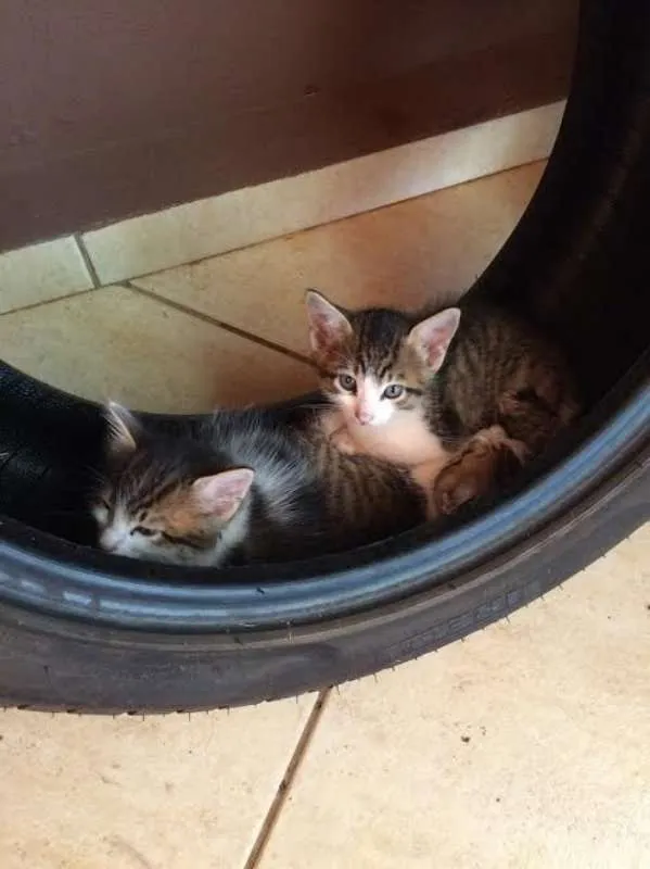 Gato ra a SRD idade Abaixo de 2 meses nome Sem nome