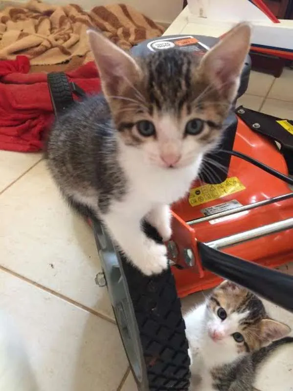Gato ra a SRD idade Abaixo de 2 meses nome Sem nome