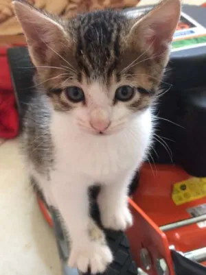 Gato raça SRD idade Abaixo de 2 meses nome Sem nome