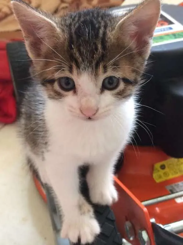 Gato ra a SRD idade Abaixo de 2 meses nome Sem nome