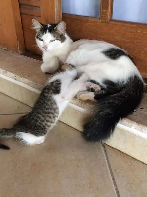 Gato ra a SRD idade Abaixo de 2 meses nome Sem nome