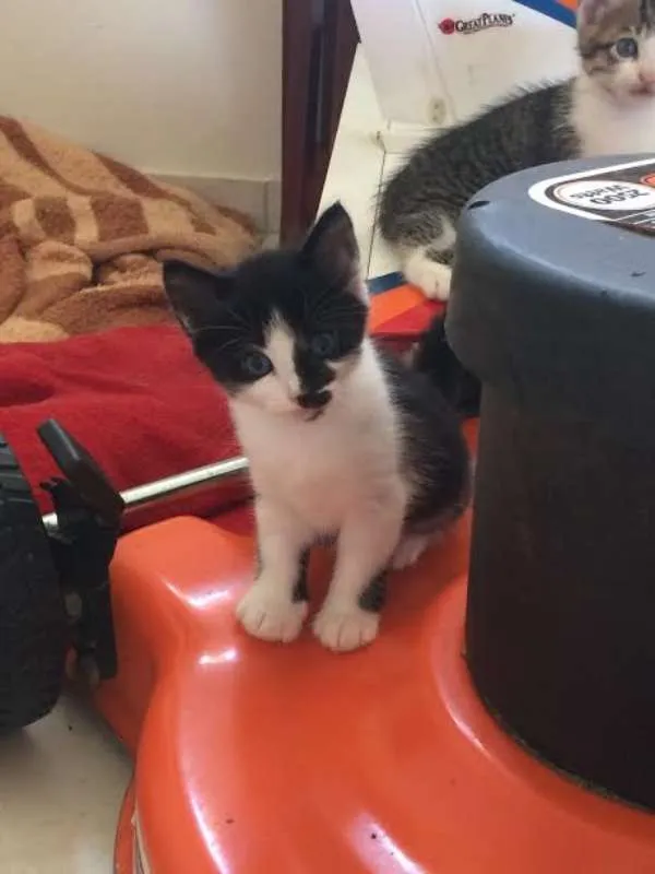 Gato ra a SRD idade Abaixo de 2 meses nome Sem nome