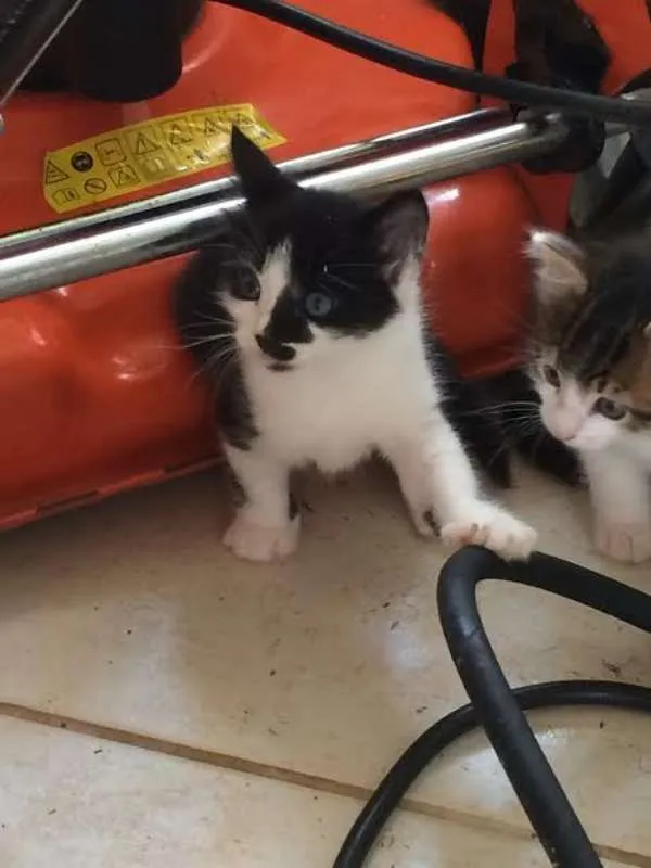 Gato ra a SRD idade Abaixo de 2 meses nome Sem nome